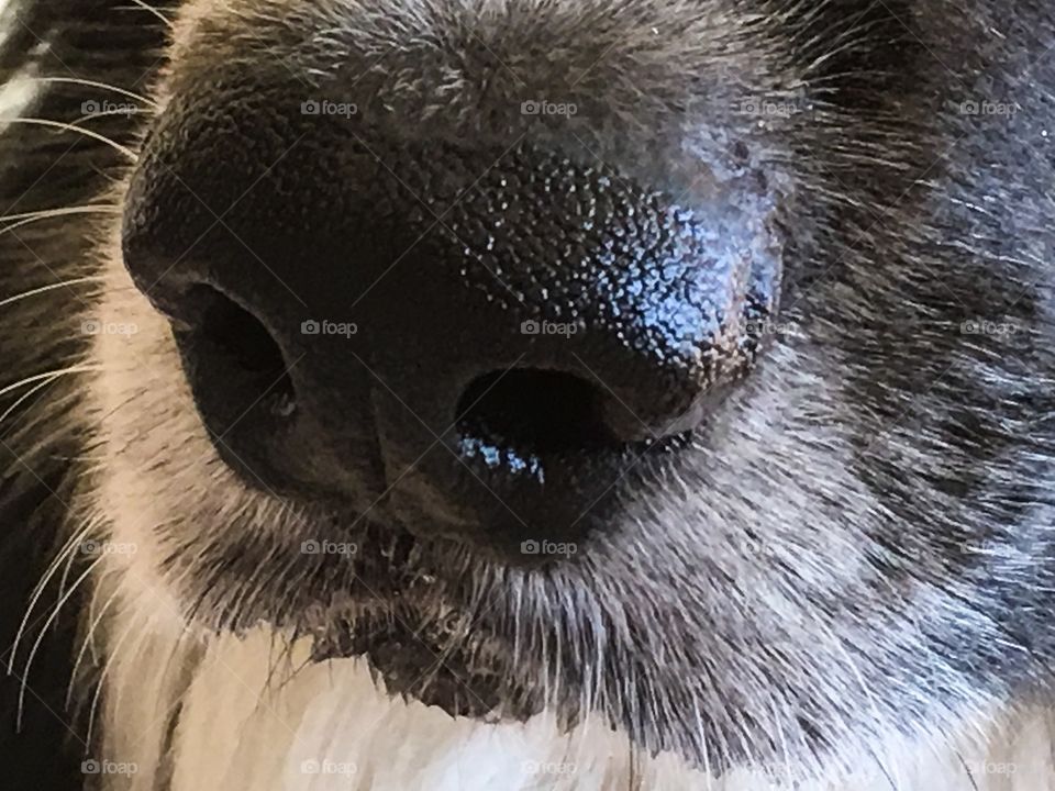 Front closeup view wet black dog nose