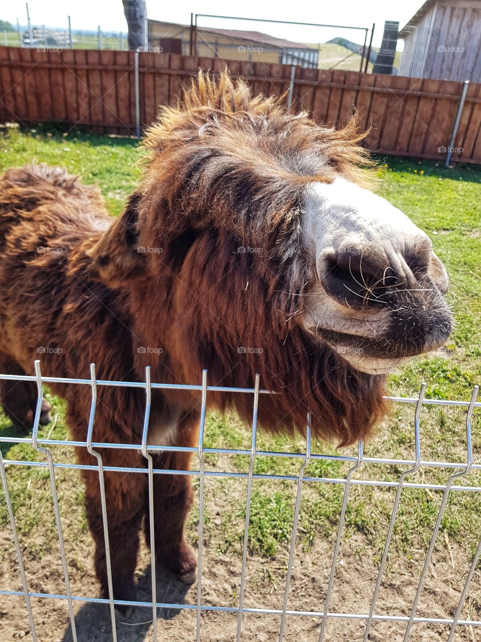 Happy donkey