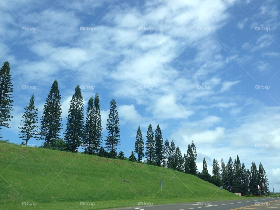 Columnar pine tree Maui Hawaii