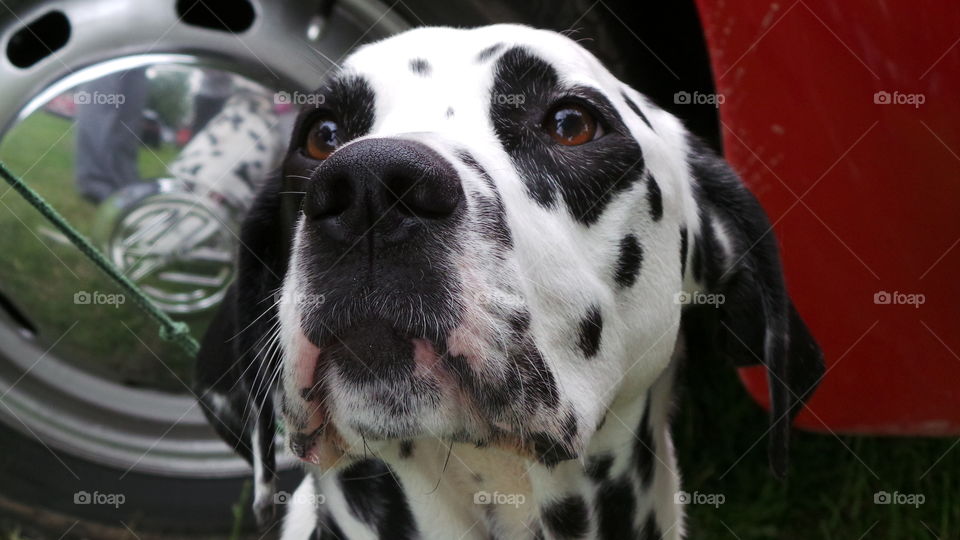 Dalmatian Dog head study