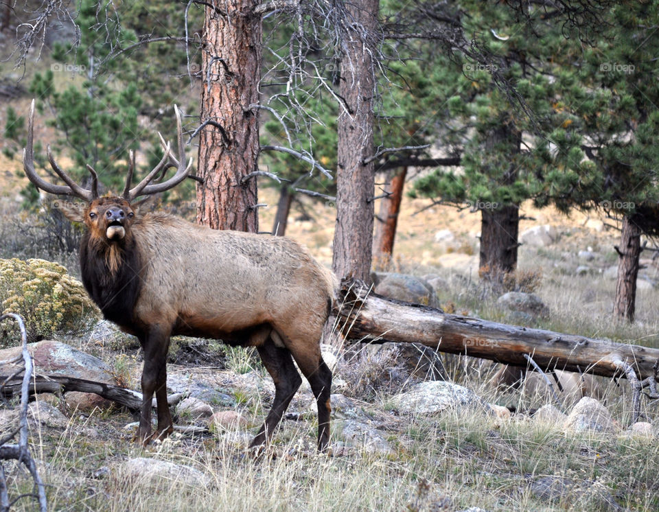 Elk