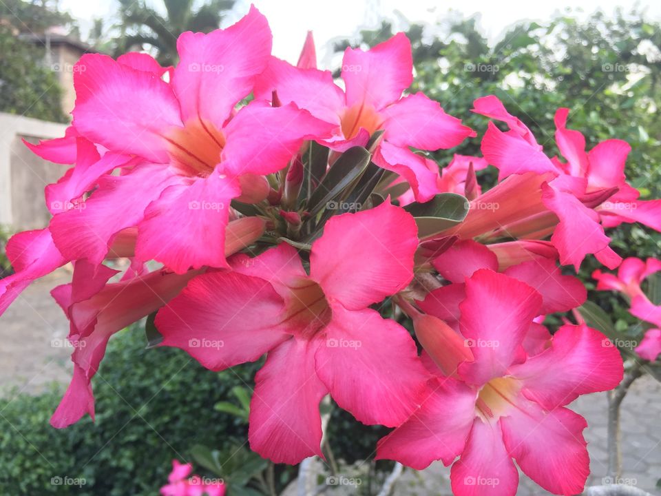 frangipani flower