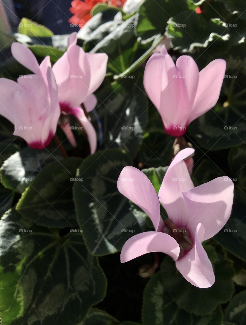 Cyclamen 