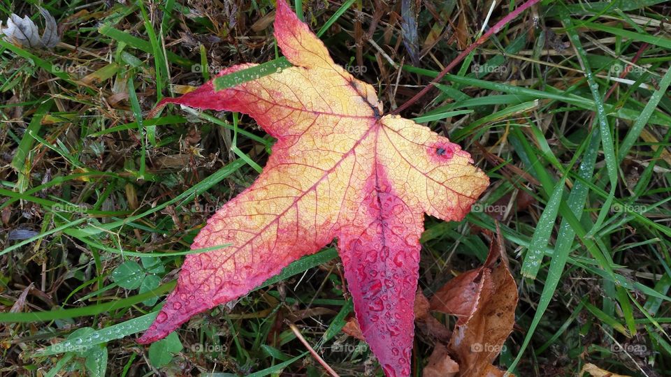 leaf. fall