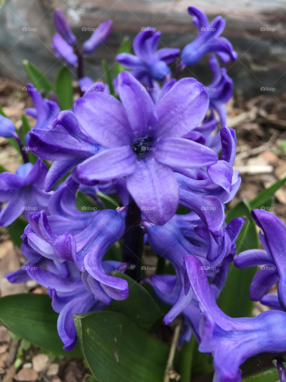 Purple in Bloom