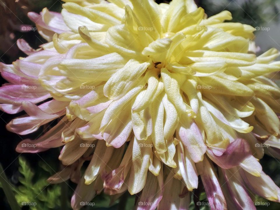 Macro photo of a flower growing in the garden
