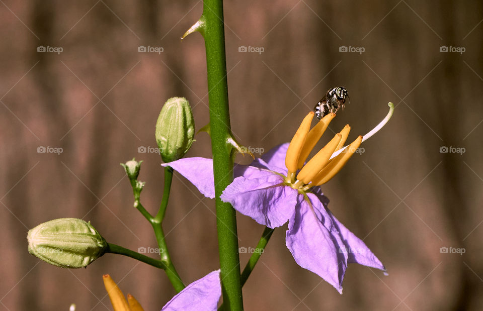 Bee - flower nectar