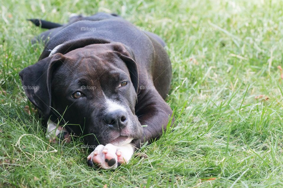 One lonely dog lying in the grass looking sad