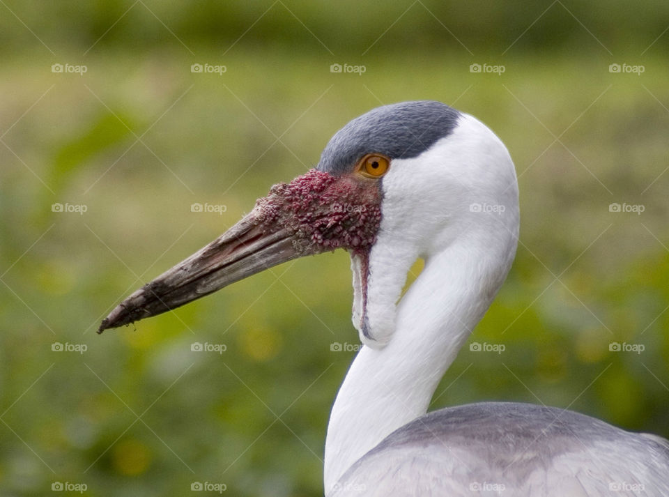 grey headed