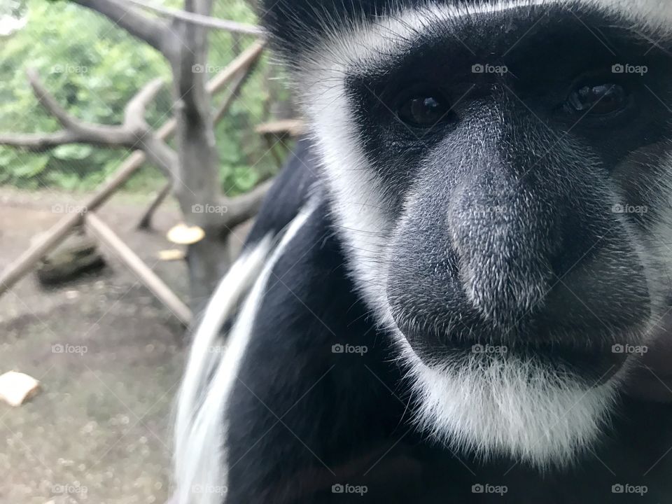 Colobus monkey