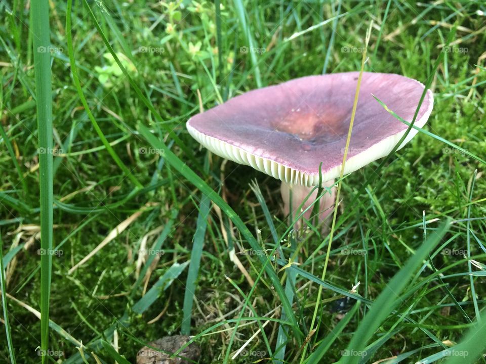Lawn mushroom 