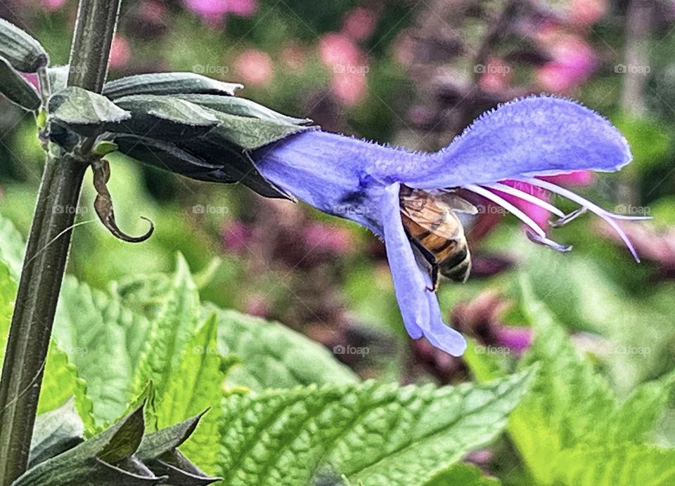 European honey bee gathering pollen from an anise-scented sage bloom.
