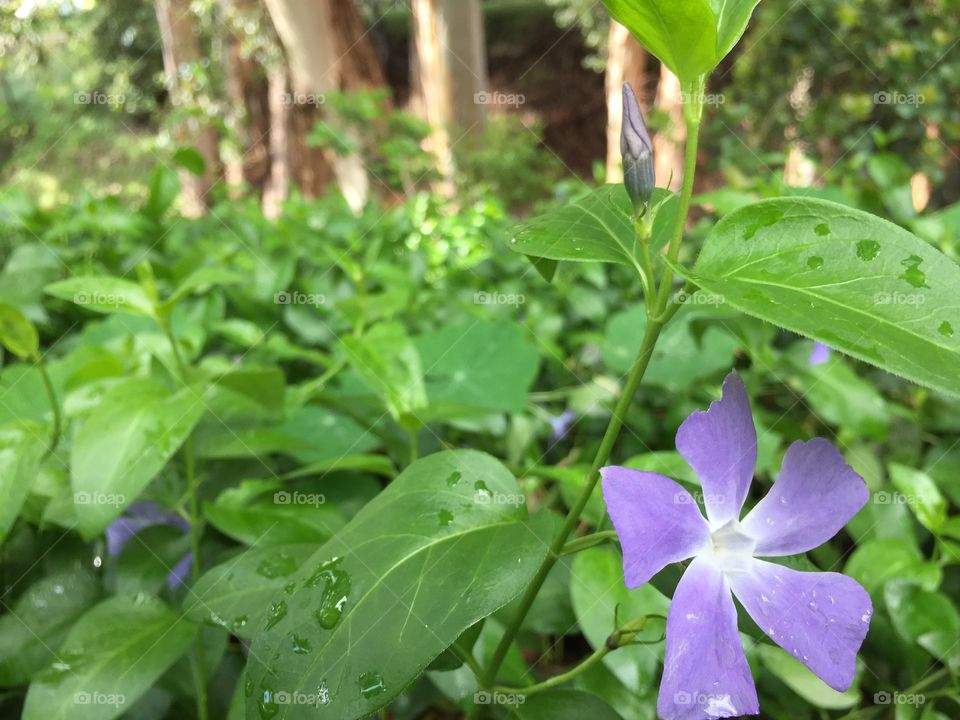 Undergrowth after a spring rainfall