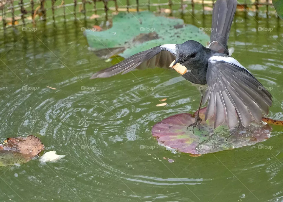 flying bird