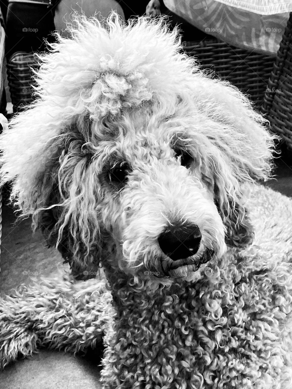 My dog Phoebe looks curiously at a sound that had just woken her up. This black and white shot as a portrait shows off her curls beautifully. I am quite in love with her.