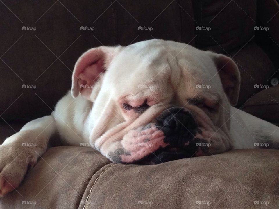 Sleepy bulldog