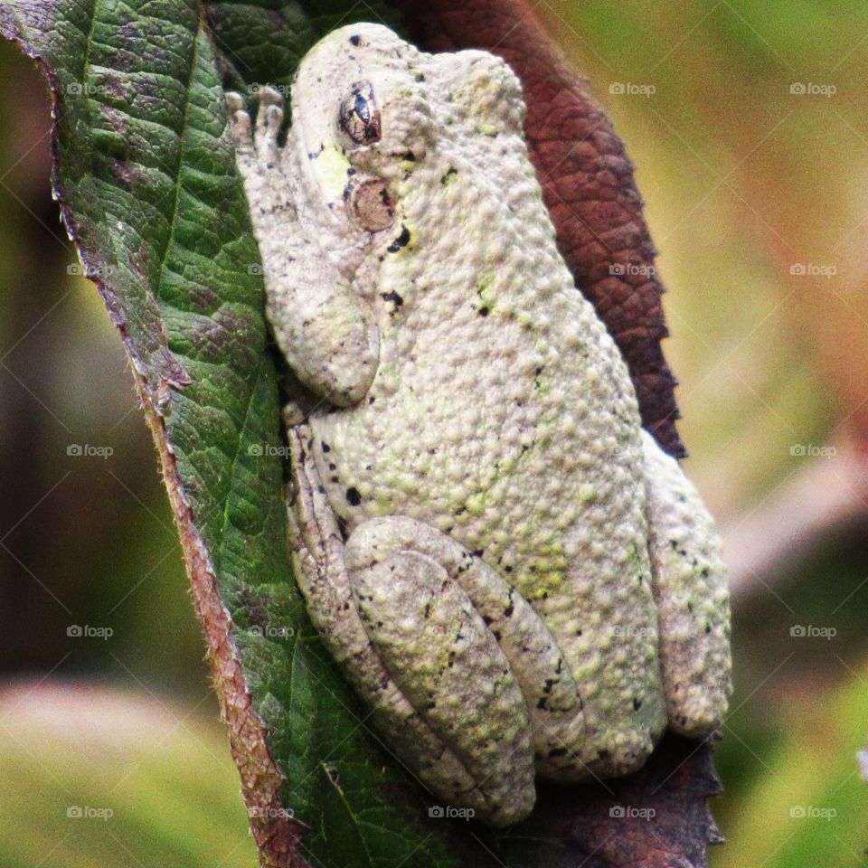 Tree Frog