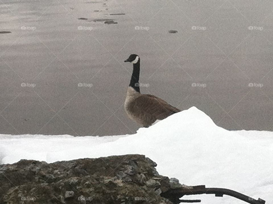 Canadian goose, Presque Isle, Erie PA