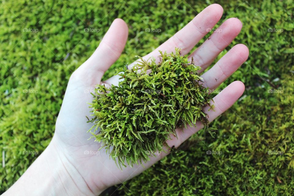 Human hand with moss