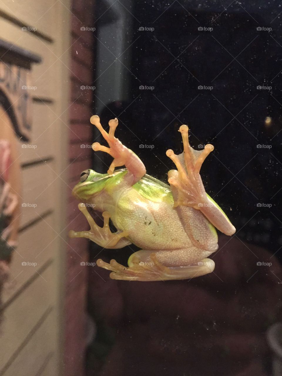 Frog lookin hard