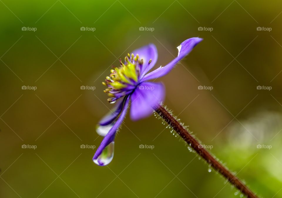 tiny pretty purple beauty all drenched in rain