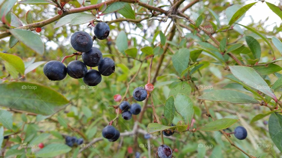 Fruit, Leaf, Nature, Summer, Berry