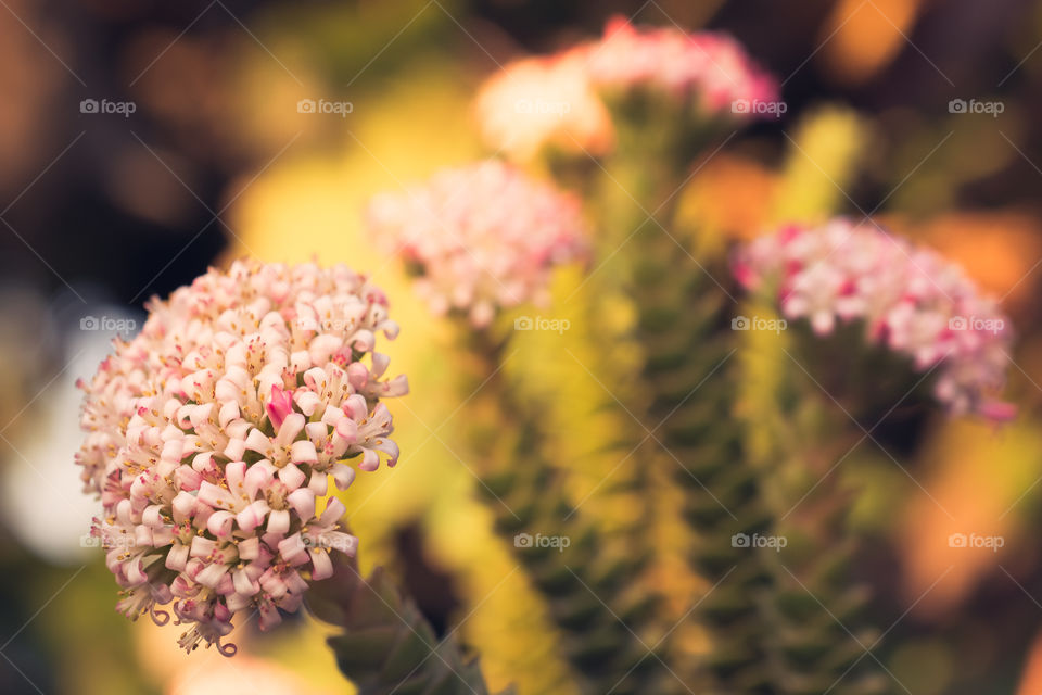 Cactus flowers in the garden