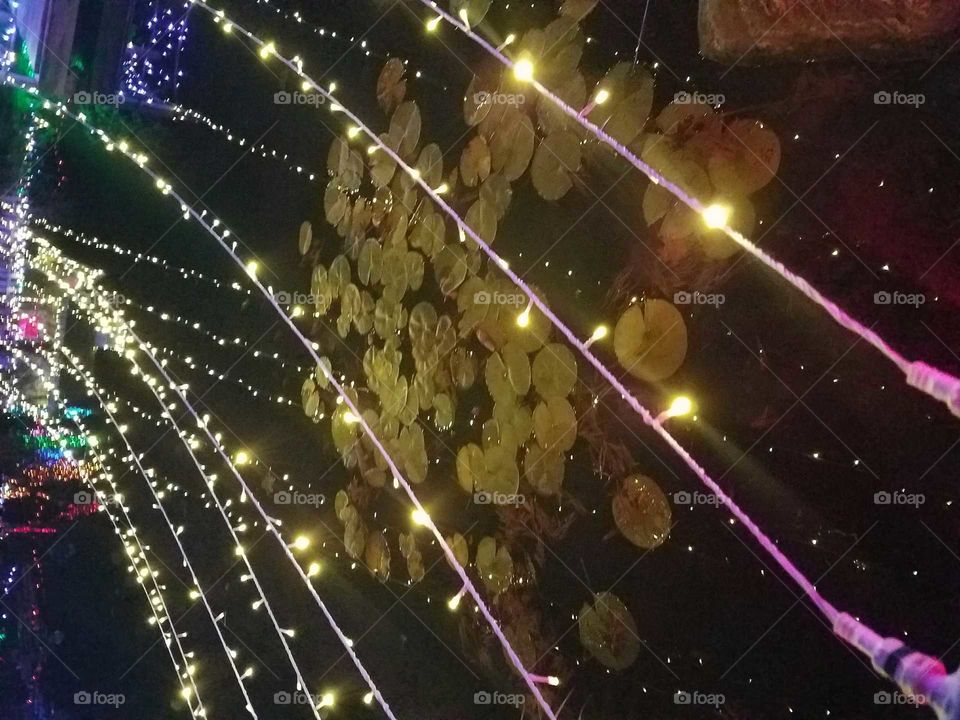 Lilly pads and lights