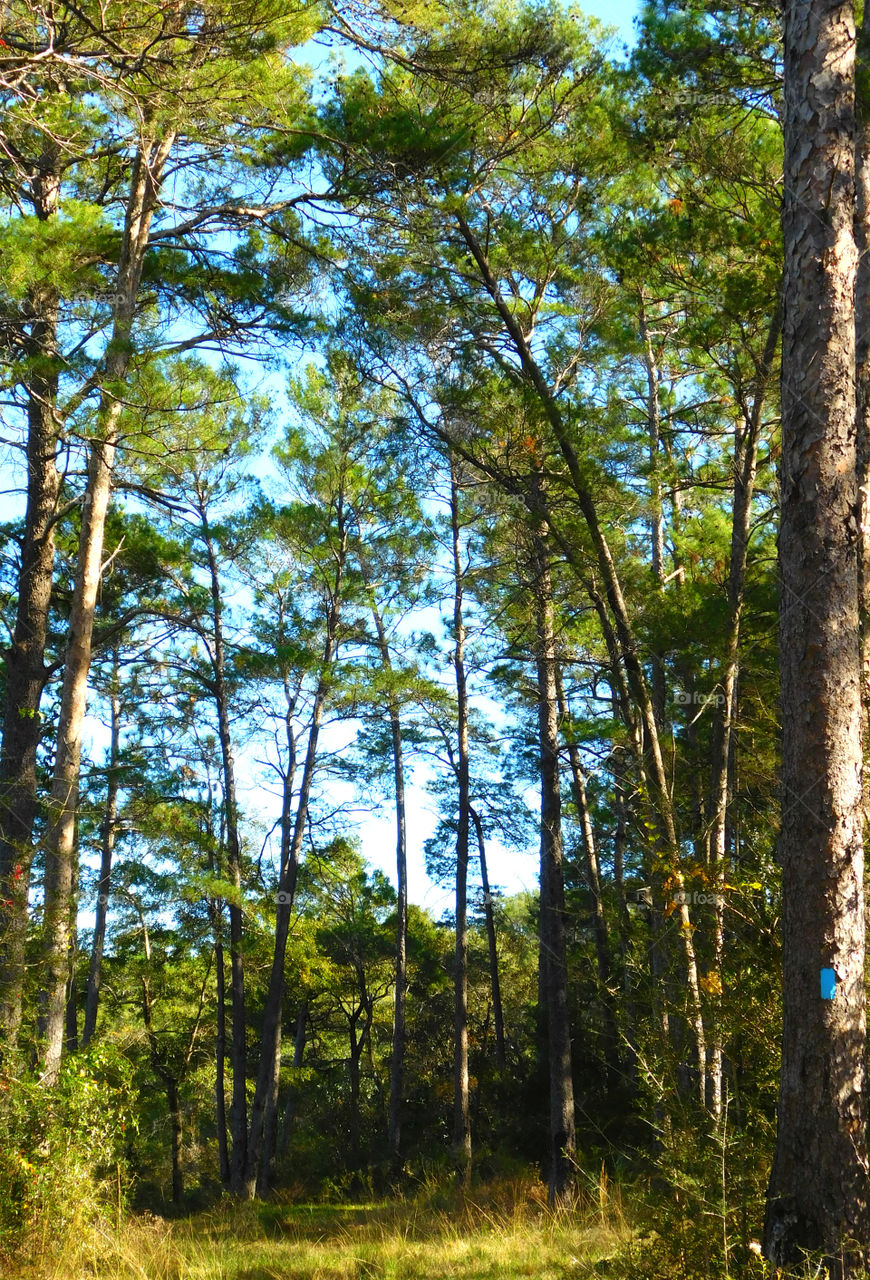 Storm Cloud! While I hunkered down the storm did not go gently. The air was dense and thick with moisture! No longer are the trees static,they bend and twist and occasionally break. The sound of thunder rolls through the area as another lightning bolt splits the sky! The clouds were thick and black and they were ready to dump their contents!