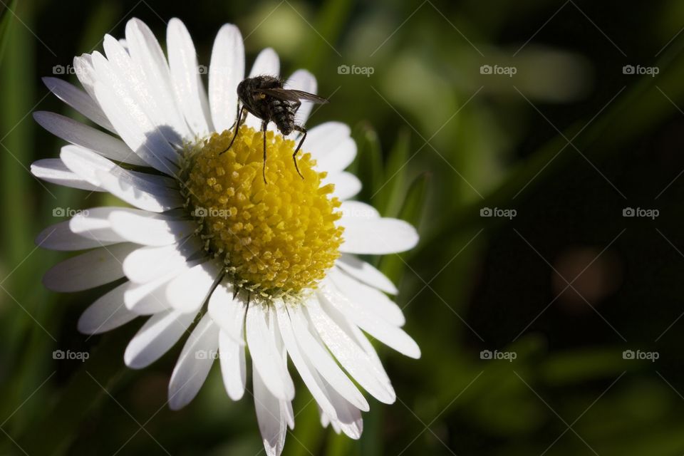 Fly on daisy flower