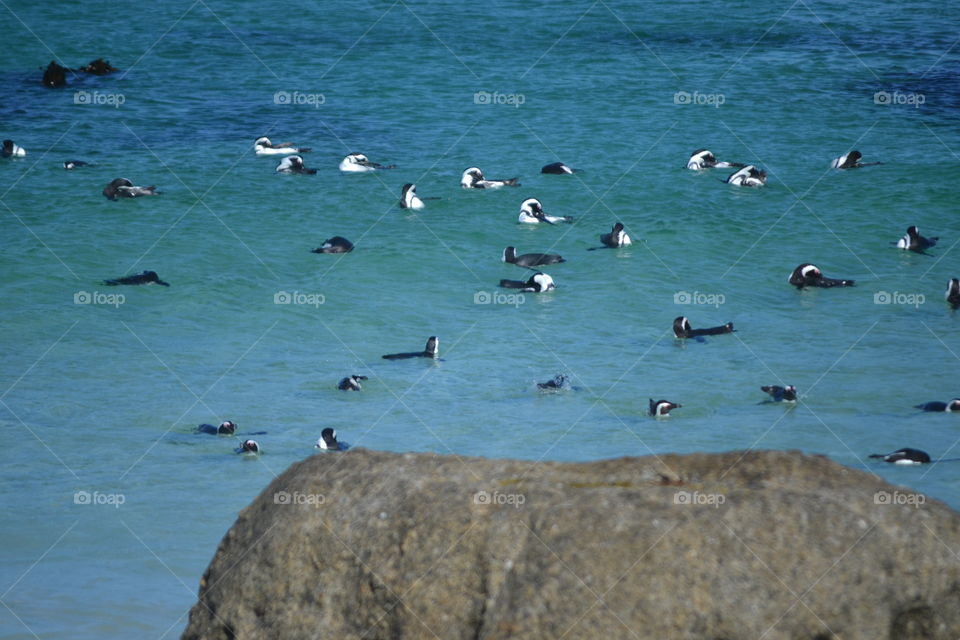Sea of penguins