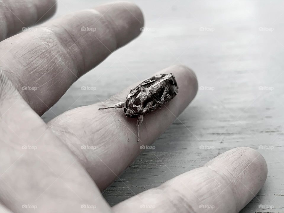 Beautiful Yellow-Striped Armyworm Moth In Central Eastern Florida Hanging Out On A Finger, Happy.