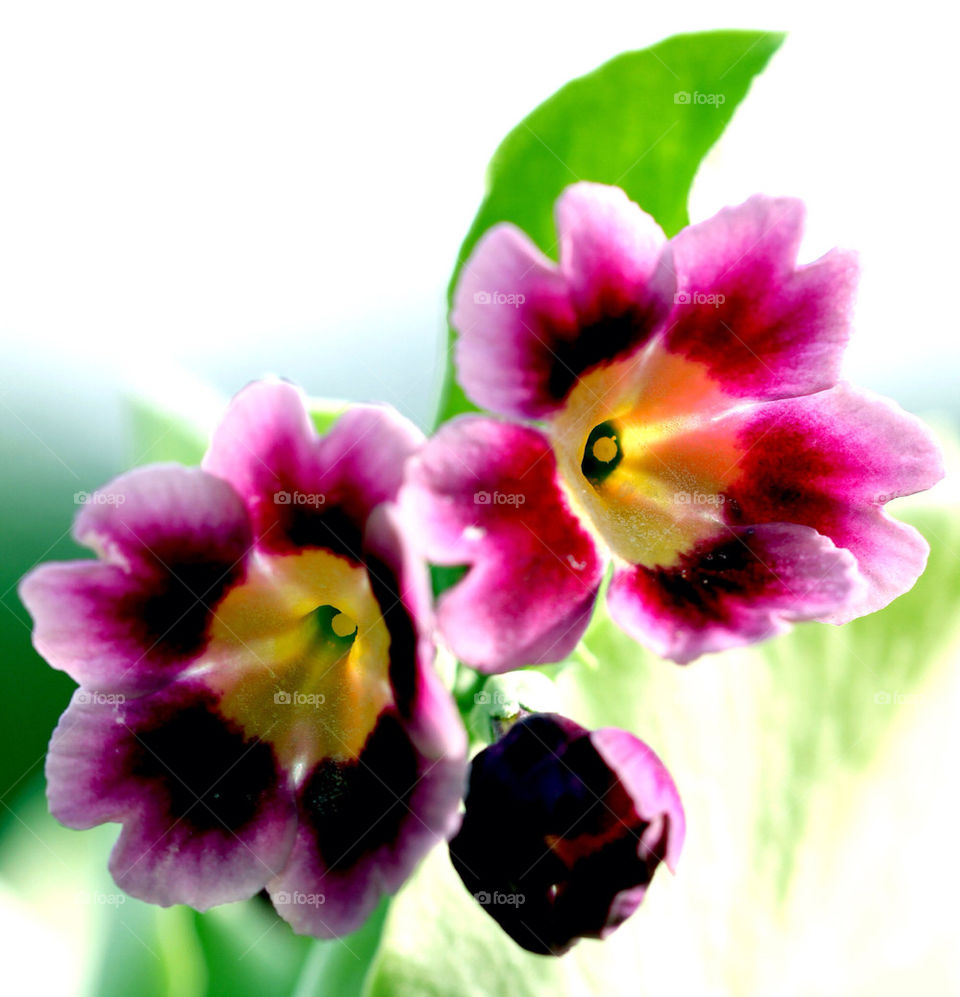 AURICULA, PINK AND YELLOW