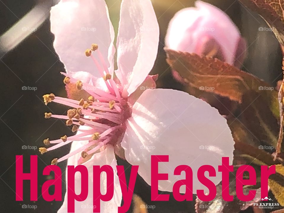 Happy Easter with a flower