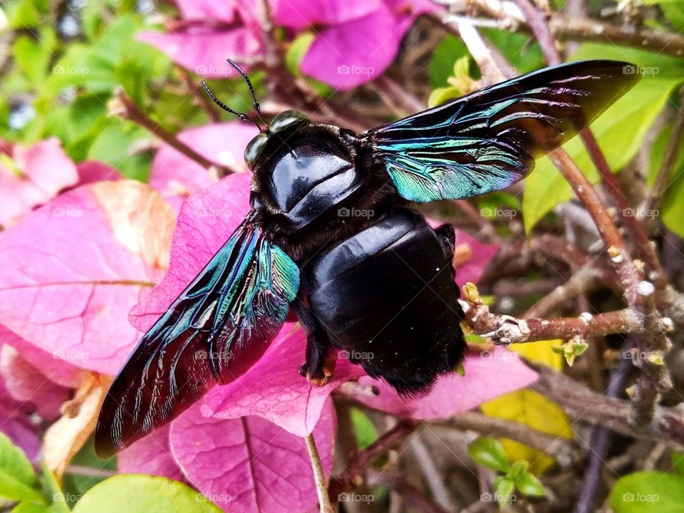 Big black bee.