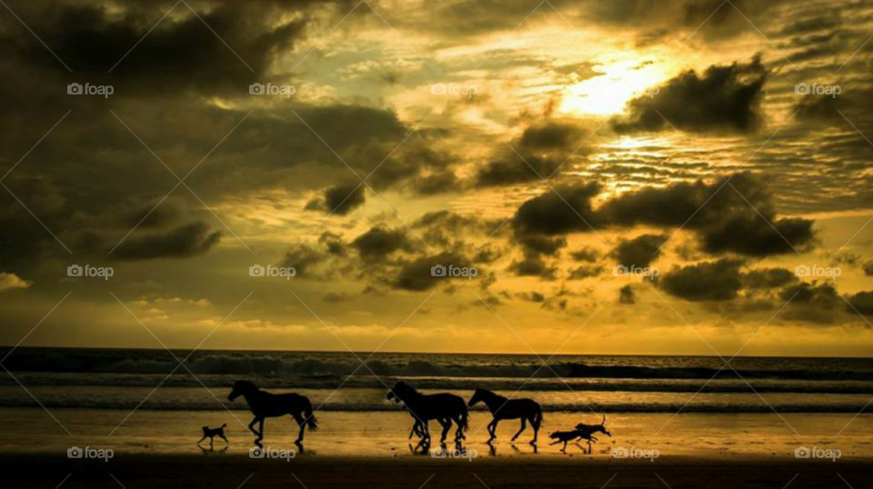 sunset galloping 🌞
