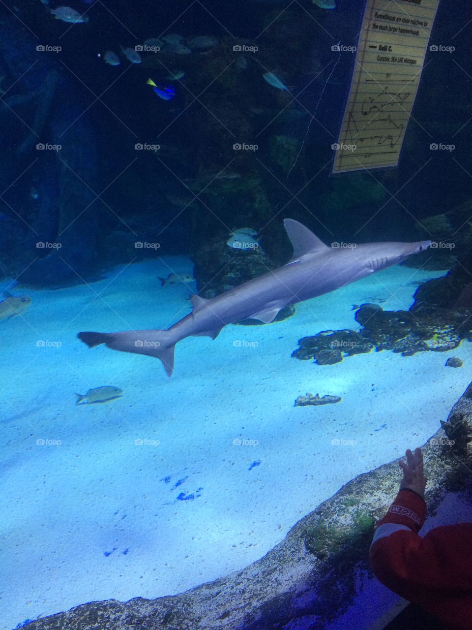 Shark swimming at the aquarium