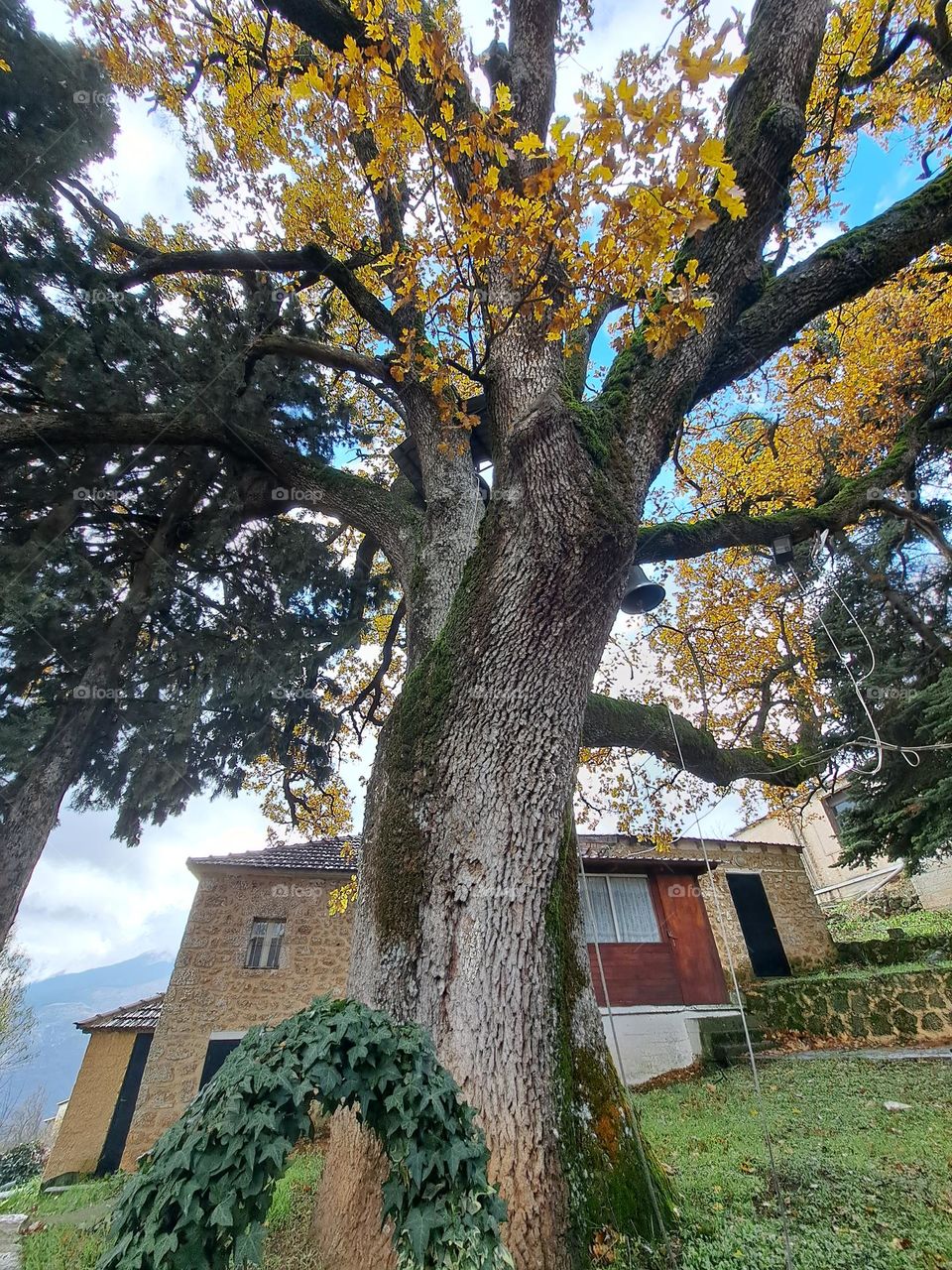 Greece Trikala Korintheas tree plane tree
