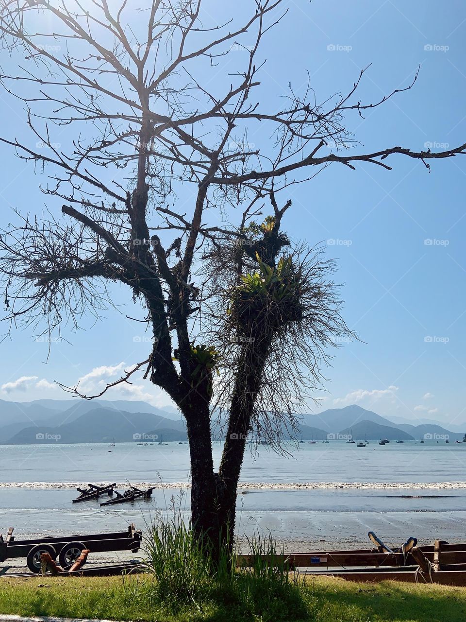 Tree against panoramic view 