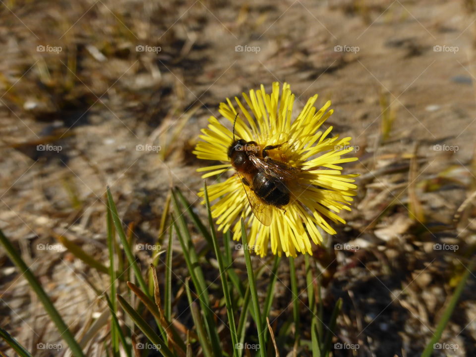 bee on coltsfoot