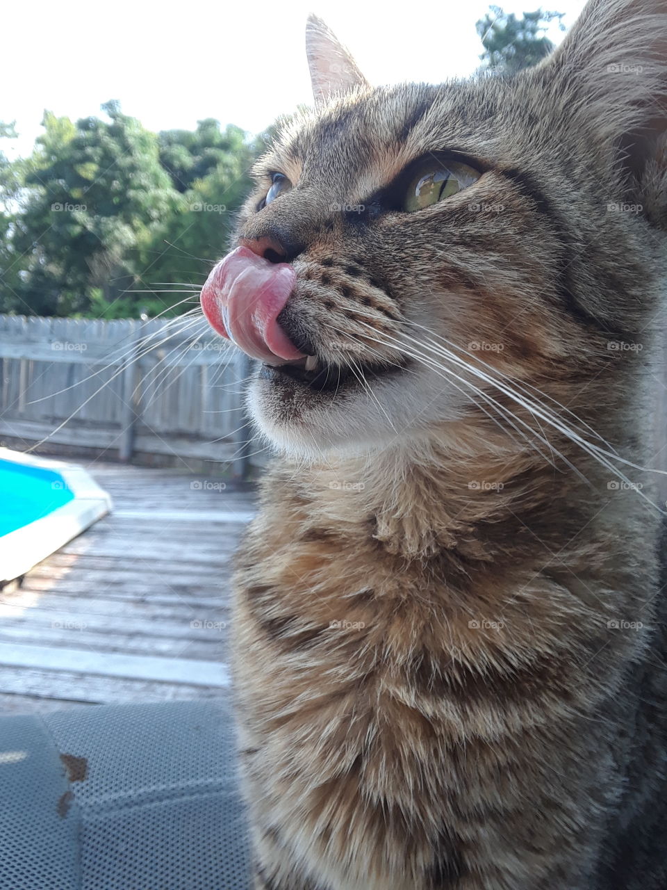 Cute Tabby Cat Licking Nose