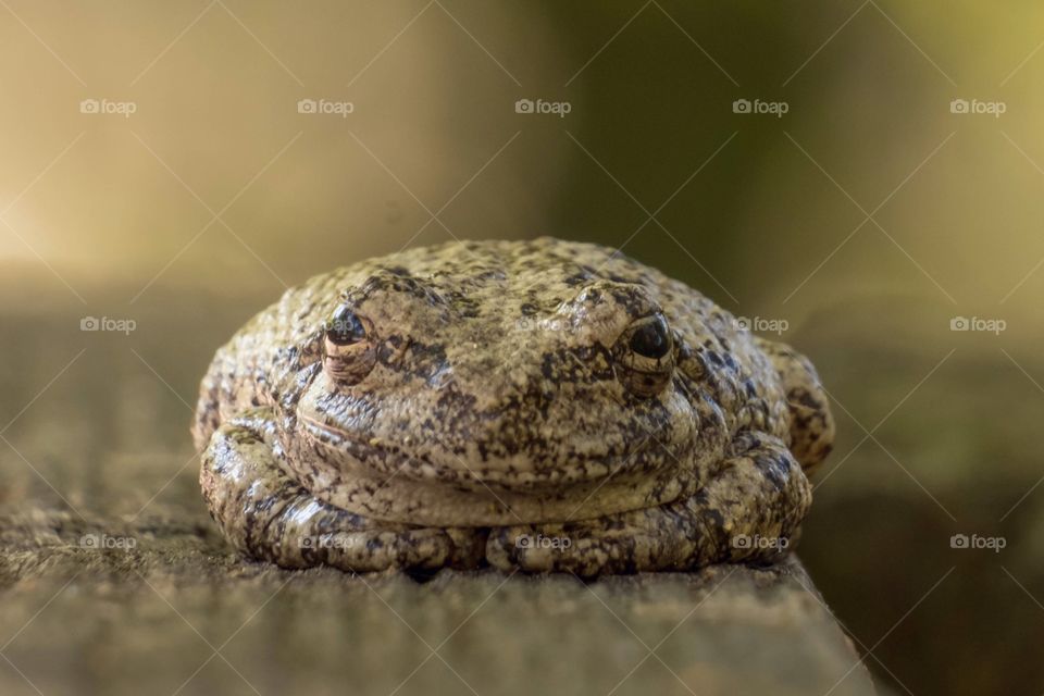 Foap, Best of the Best: A chubby Cope’s Gray Tree Frog looking very full and content. 