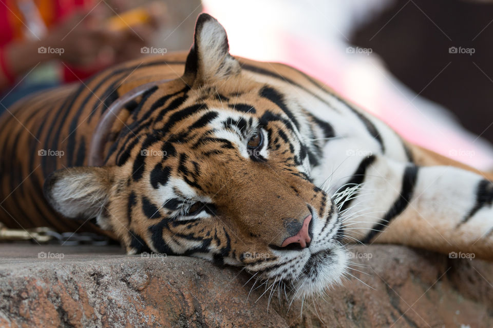 Tiger, Cat, Wildlife, Zoo, Stripe