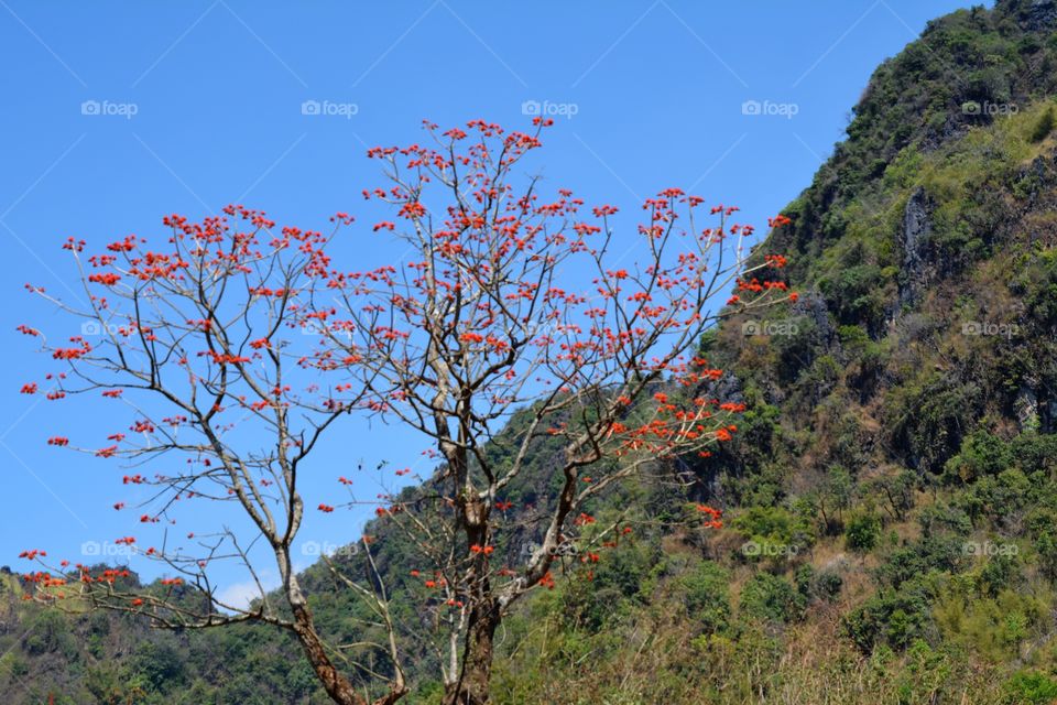 Red coral tree 