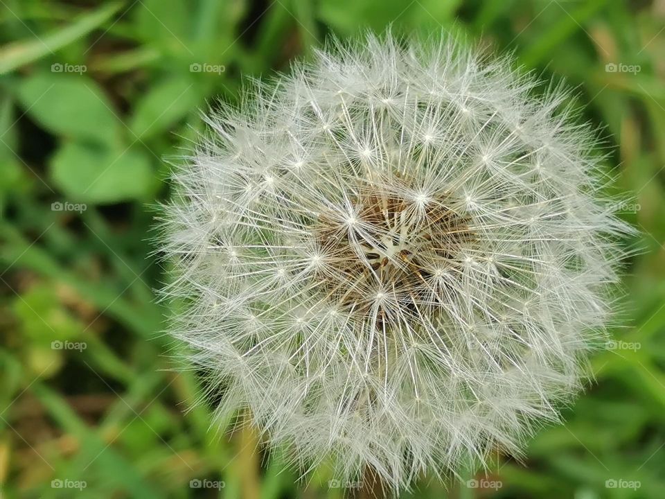 dandelion