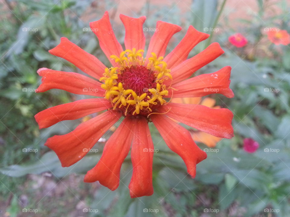 orange clour flower