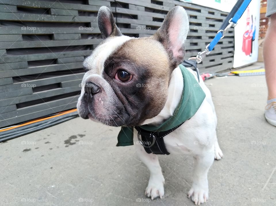 French bulldog