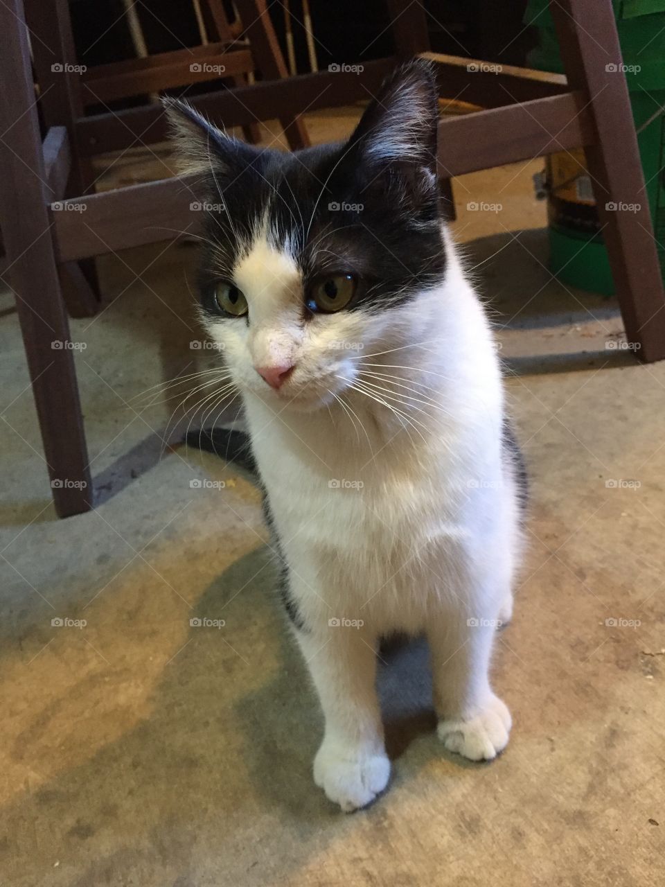 Cat, Portrait, Cute, Mammal, Pet