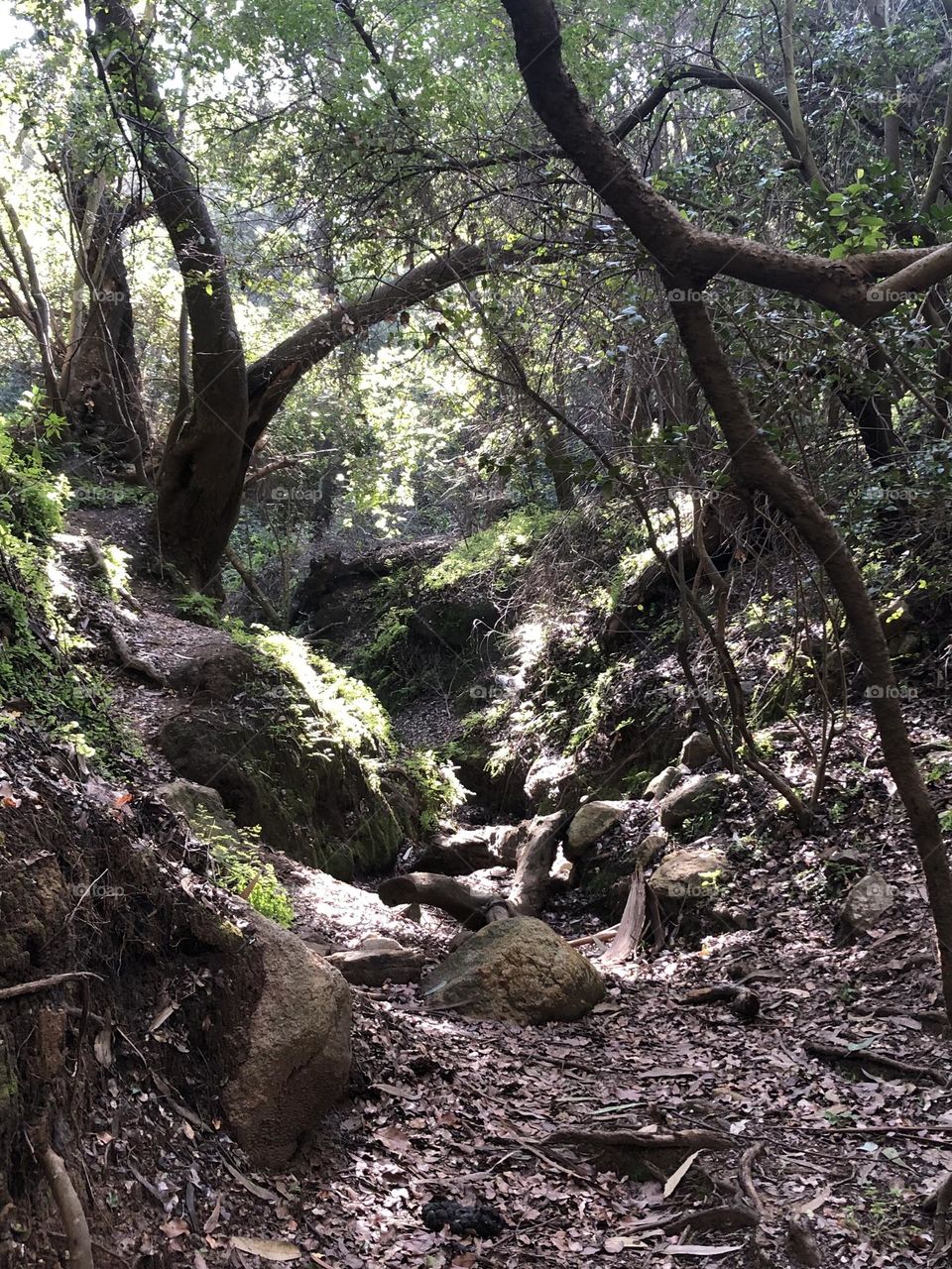 forest in spring