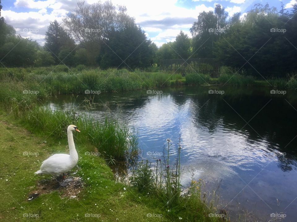 Swan on the bank of the Mimram River in the grounds of Tewin Bury Farm, Hertfordshire
